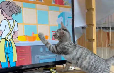 Коти масово захопилися грою Rhythm Heaven Groove